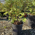 Claremont Pink Flowering Currant