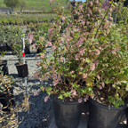 Claremont Pink Flowering Currant