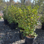 Claremont Pink Flowering Currant
