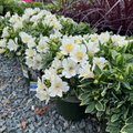 Claressa Colorita® Peruvian Lily