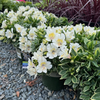 Claressa Colorita® Peruvian Lily
