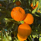 Clementine Mandarin