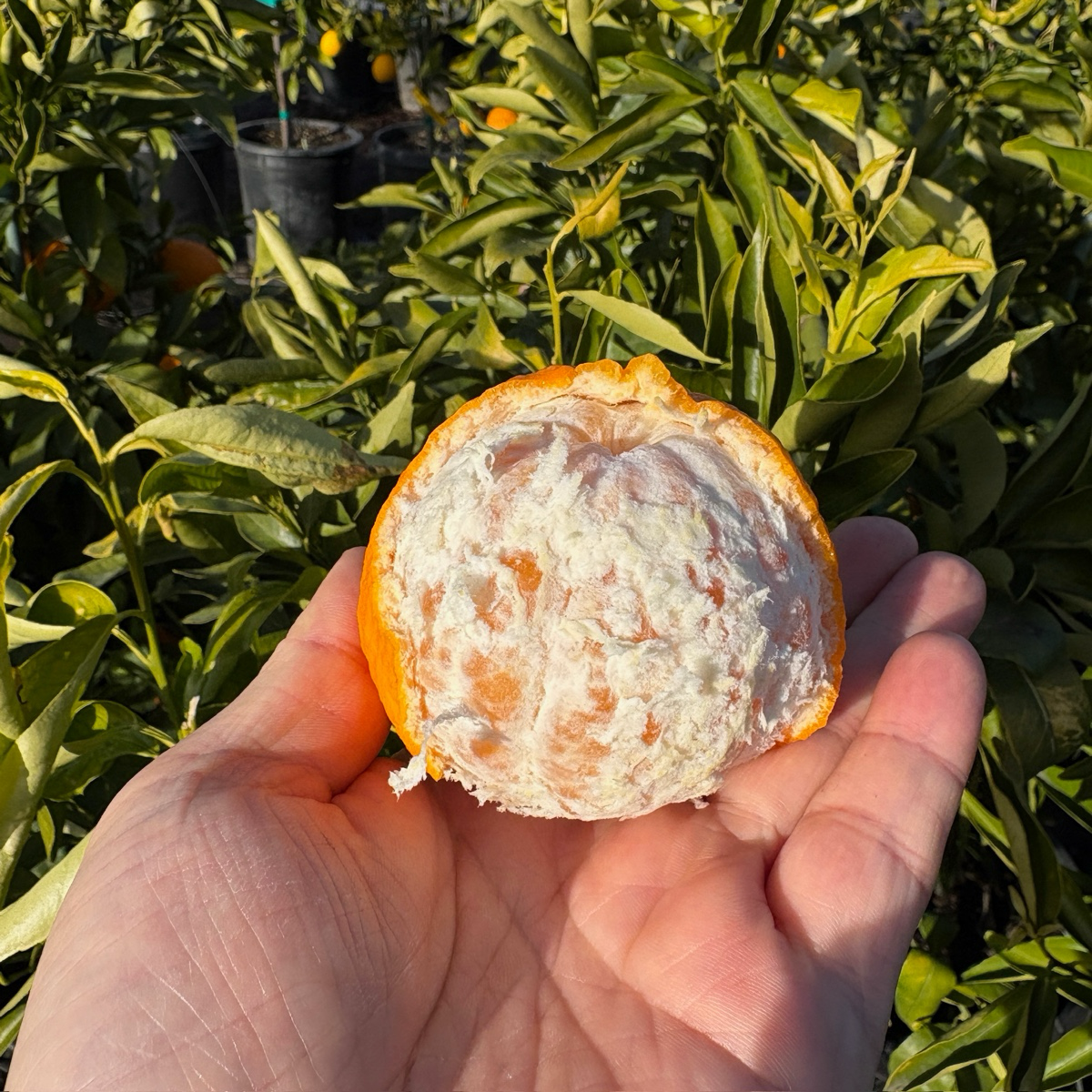 Clementine Mandarin