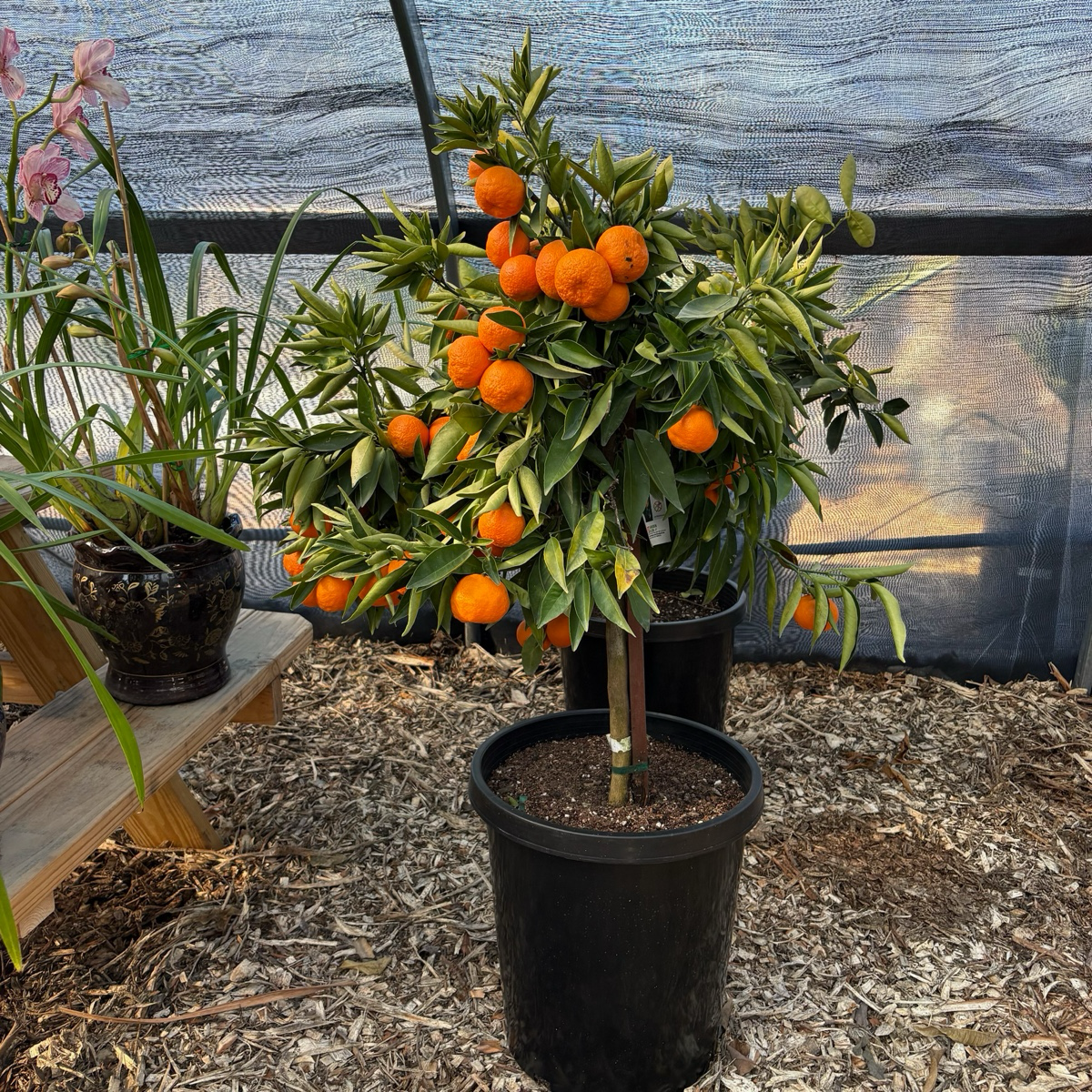 Clementine Mandarin