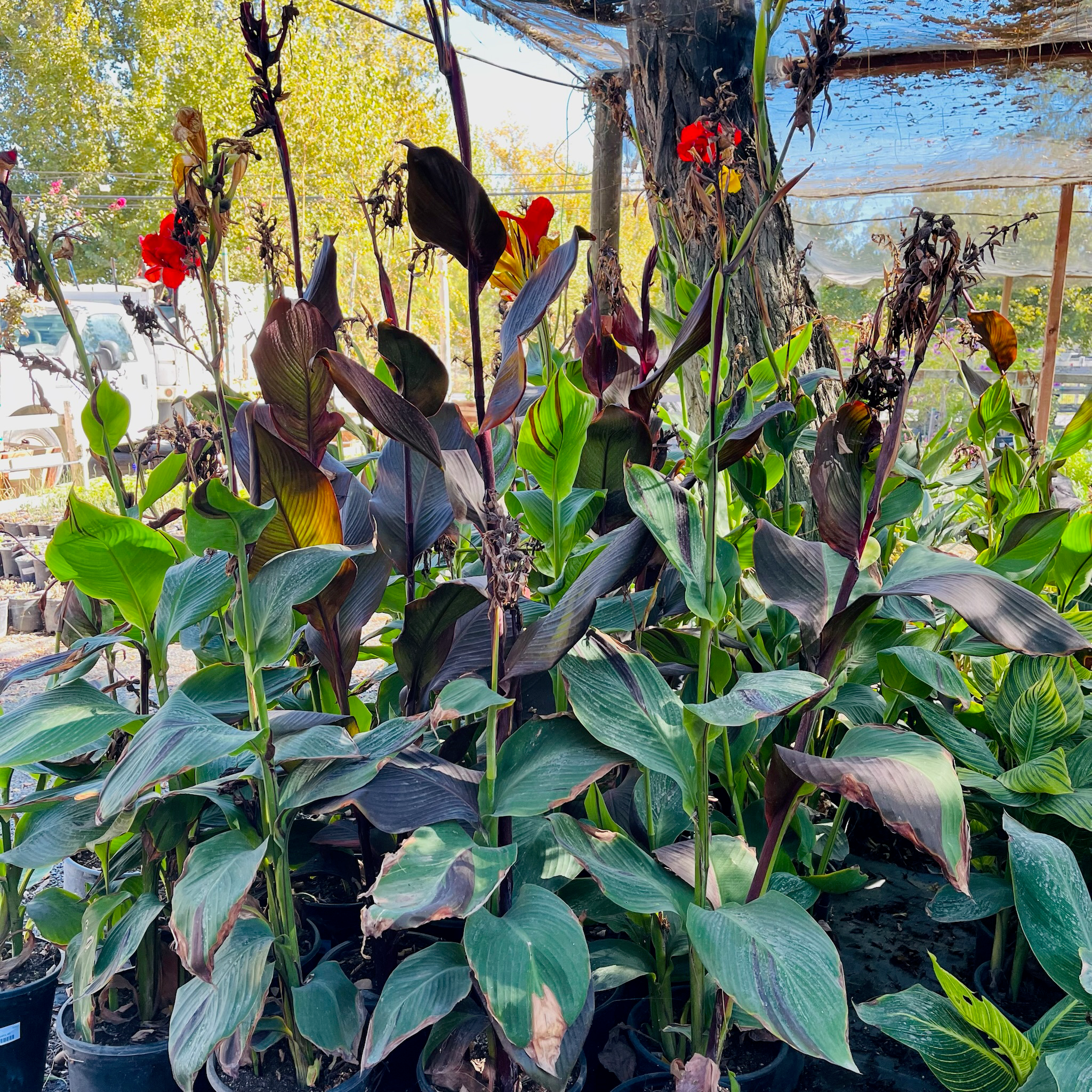 Cleopatra Canna Lily