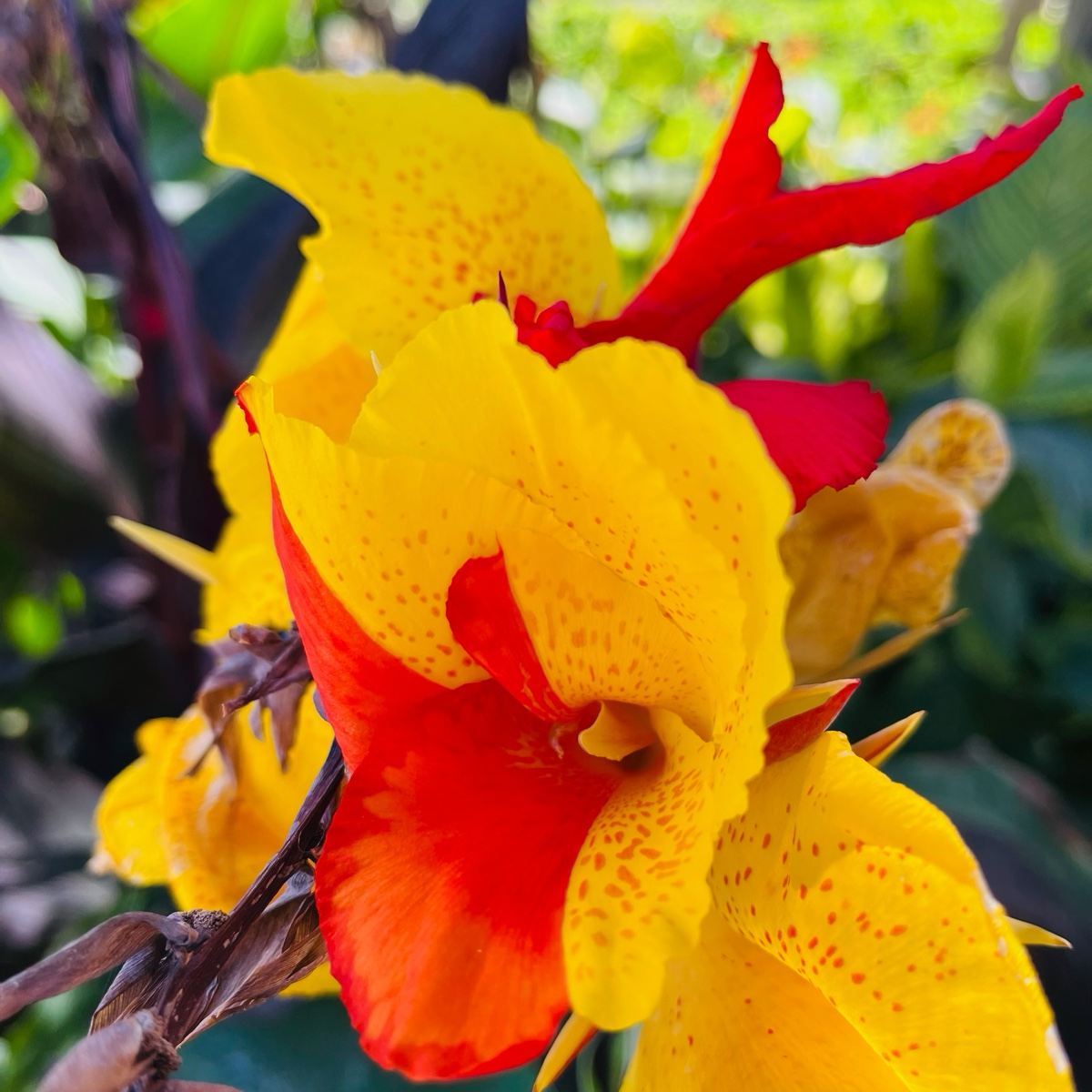 Cleopatra Canna Lily
