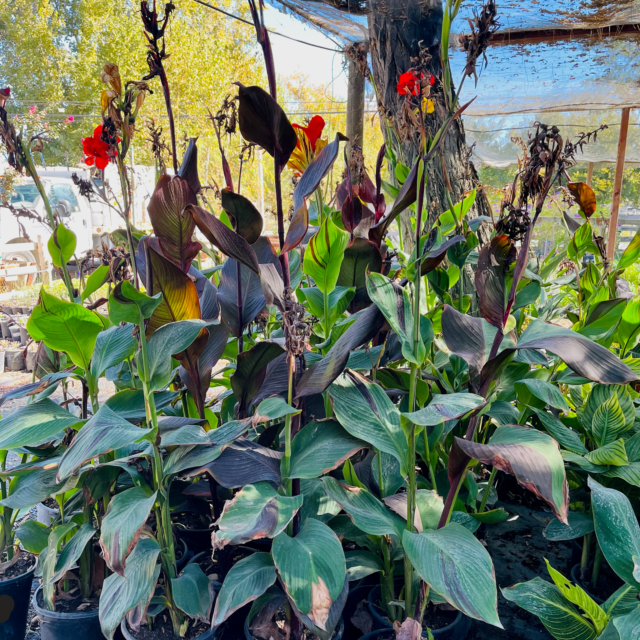 Cleopatra Canna Lily