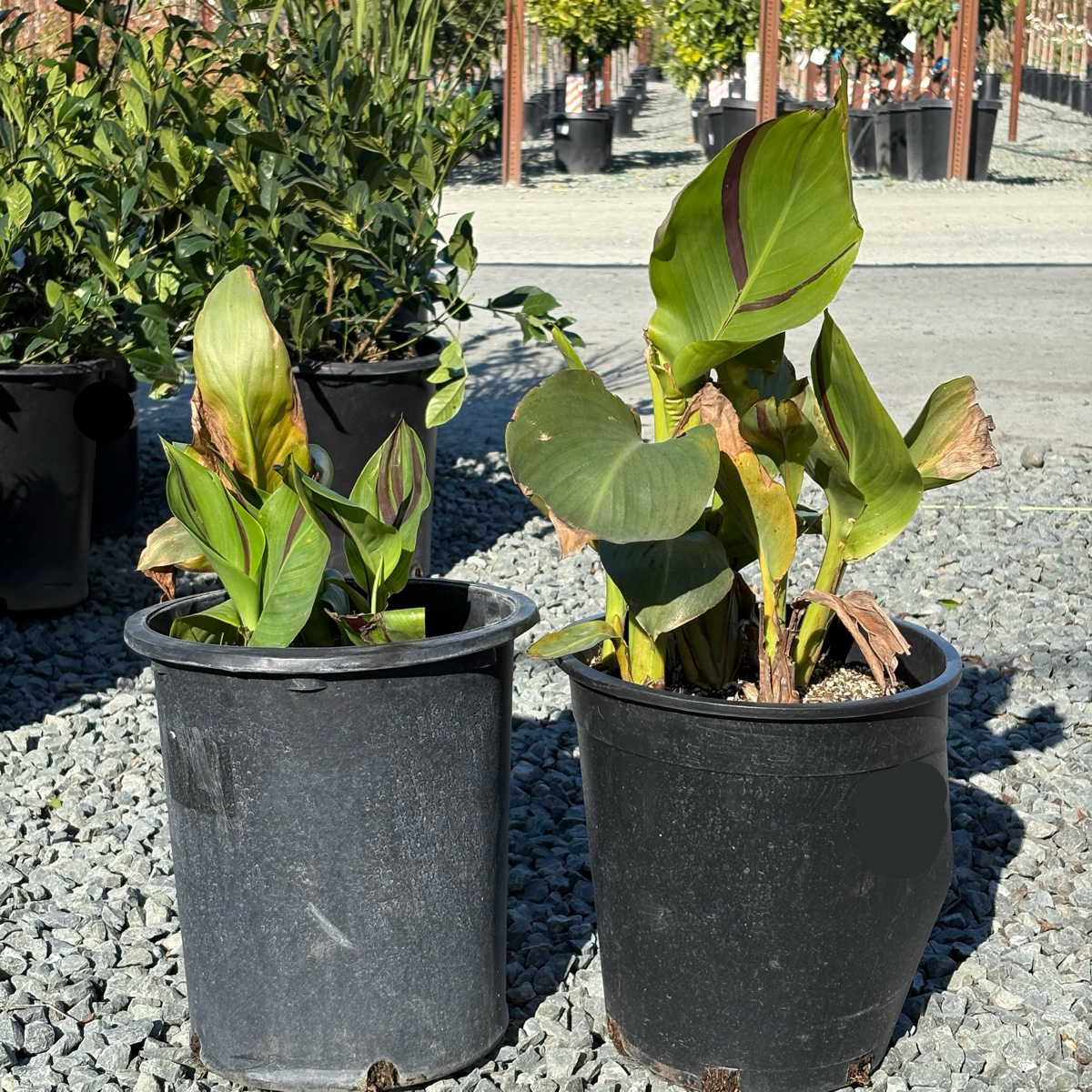 Cleopatra Canna Lily