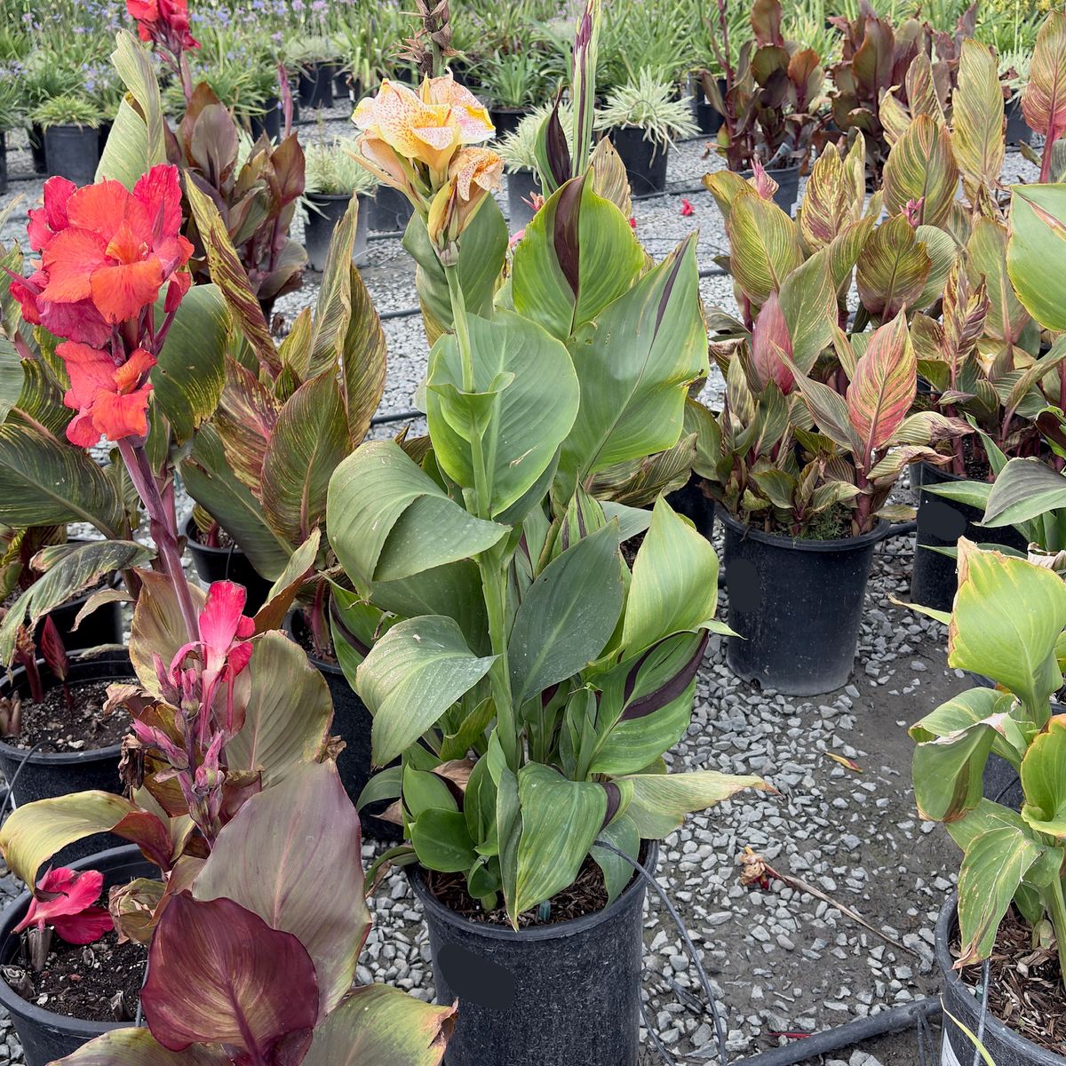 Cleopatra Canna Lily 