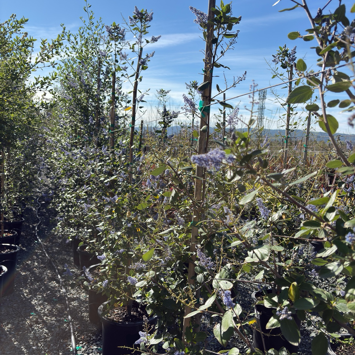 Cliff Schmidt California Tree Lilac
