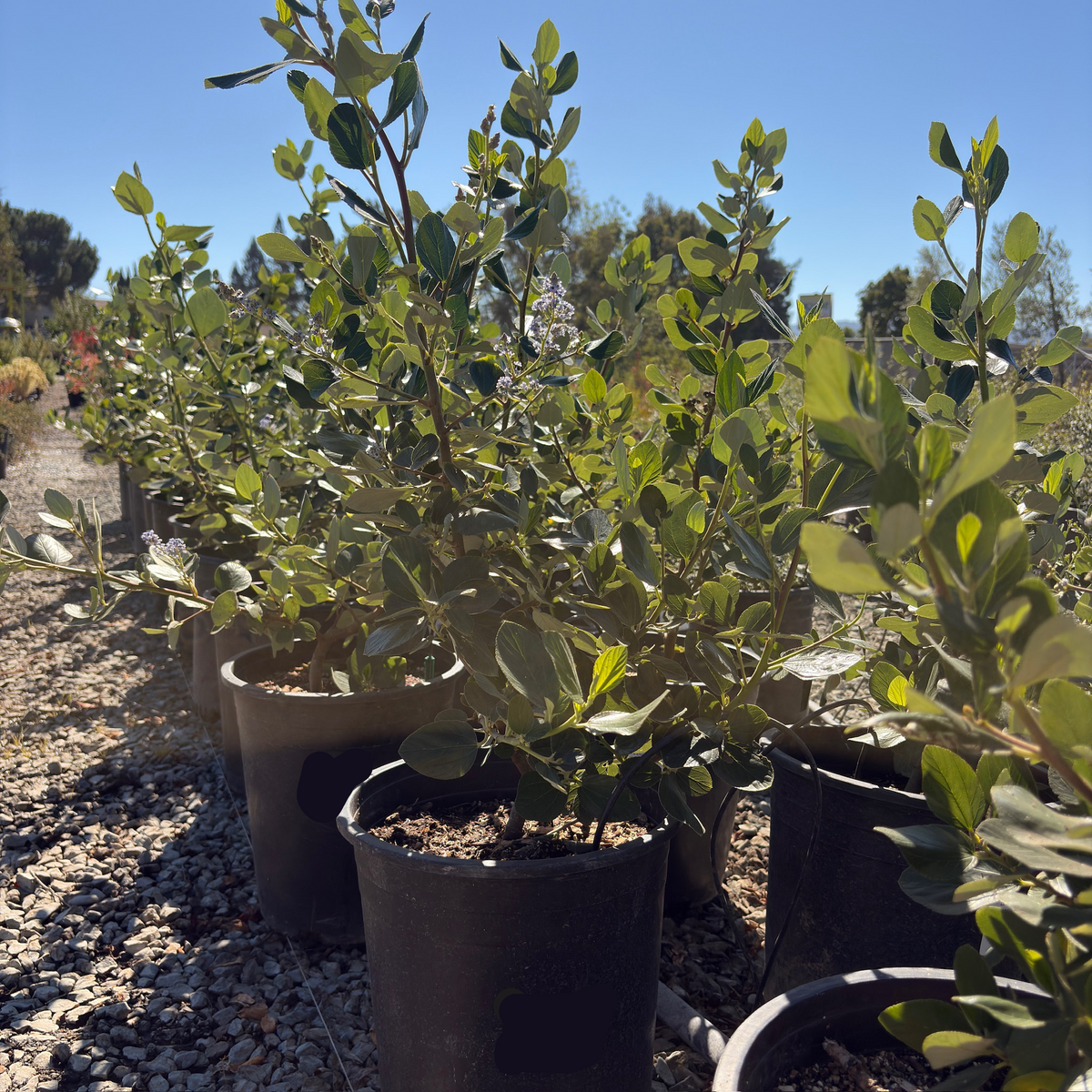 Cliff Schmidt California Tree Lilac 