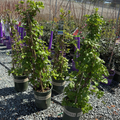Climbing Hydrangea