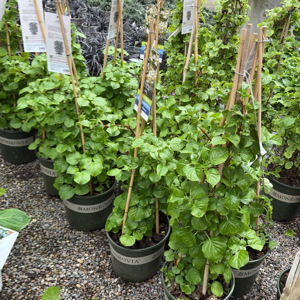 Climbing Hydrangea