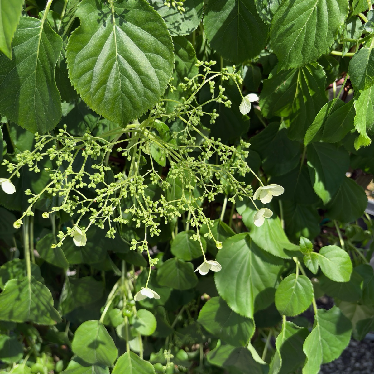 Climbing Hydrangea
