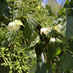 Climbing Hydrangea