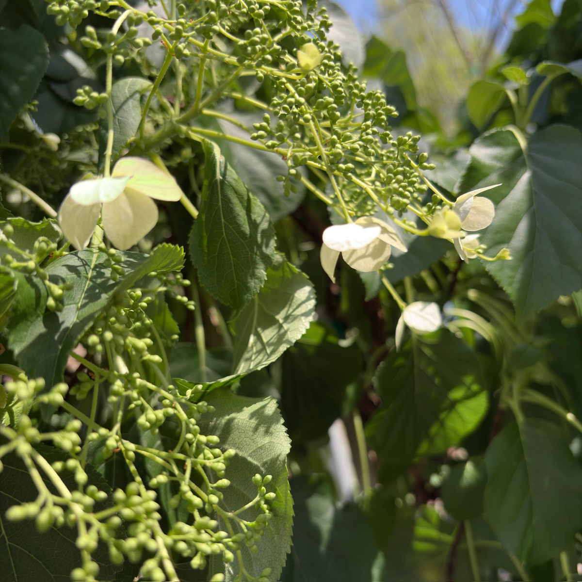 Climbing Hydrangea