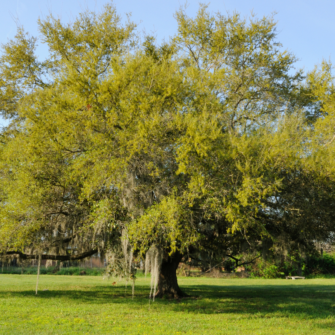 Coast Live Oak
