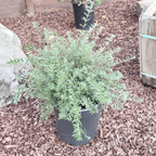 Coast Rosemary
