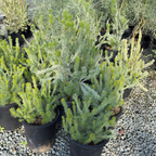 Coastal Woollybush