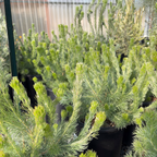 Coastal Woollybush