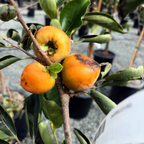 Coffeecake Persimmon