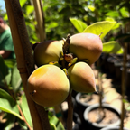 Coffeecake Persimmon
