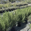 Coliban River Rock Fuchsia