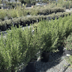 Coliban River Rock Fuchsia