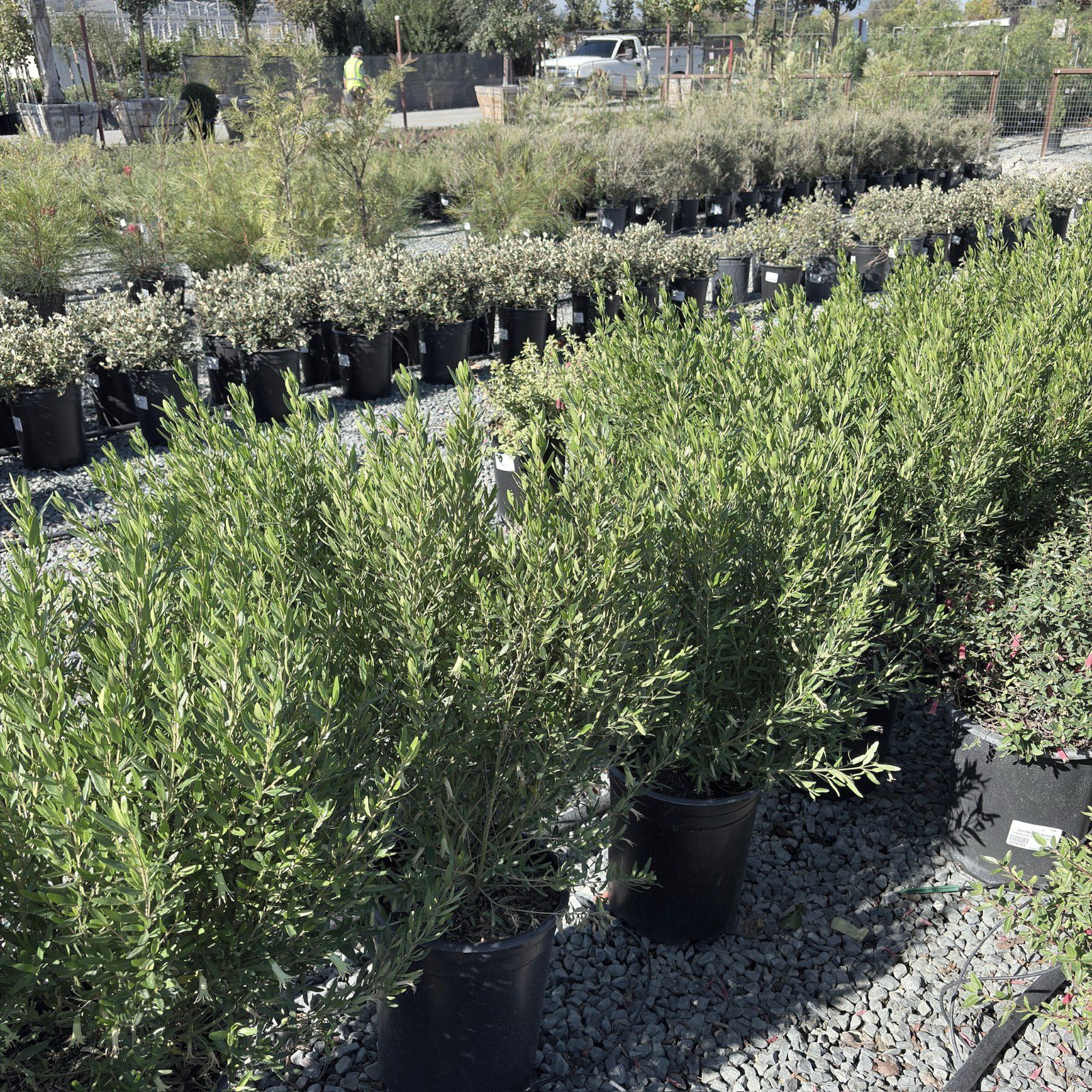 Coliban River Rock Fuchsia