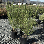 Coliban River Rock Fuchsia