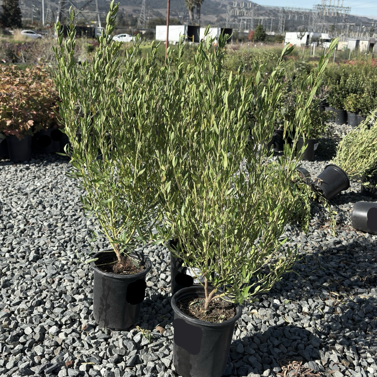 Coliban River Rock Fuchsia