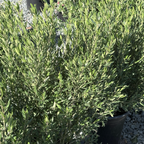 Coliban River Rock Fuchsia