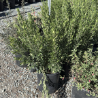 Coliban River Rock Fuchsia