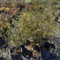 Collie Mullens Rose of Sharon
