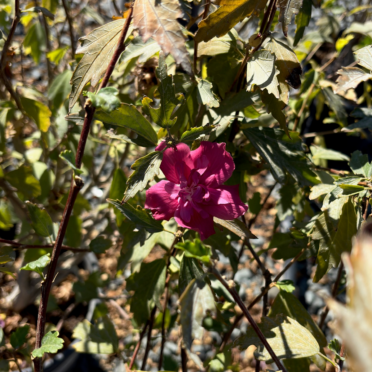 Collie Mullens Rose of Sharon
