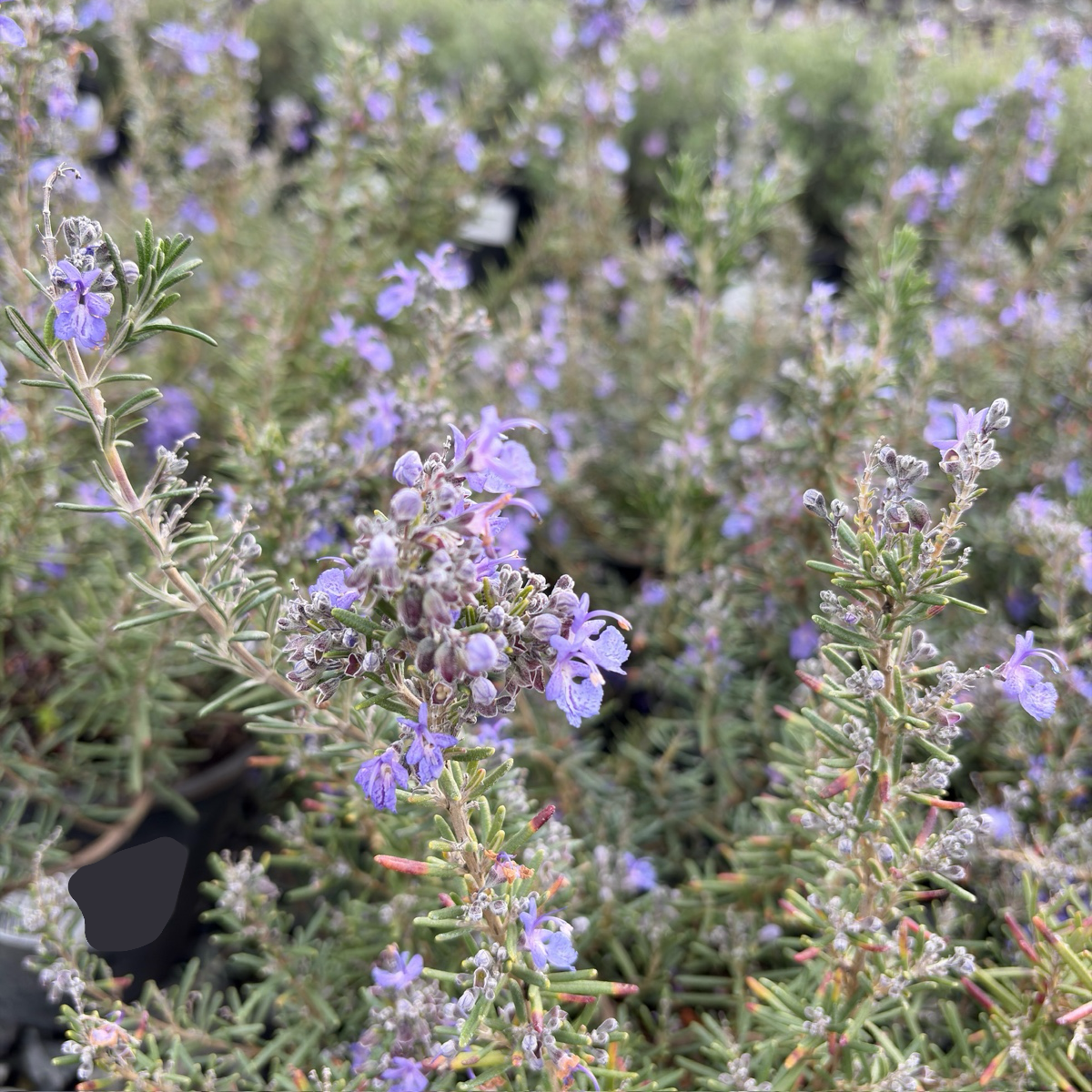 Collingwood Ingram Rosemary