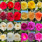 Collage of various colored roses with a blurred garden background