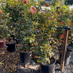 Potted plants in a garden setting with a trowel and mulch.