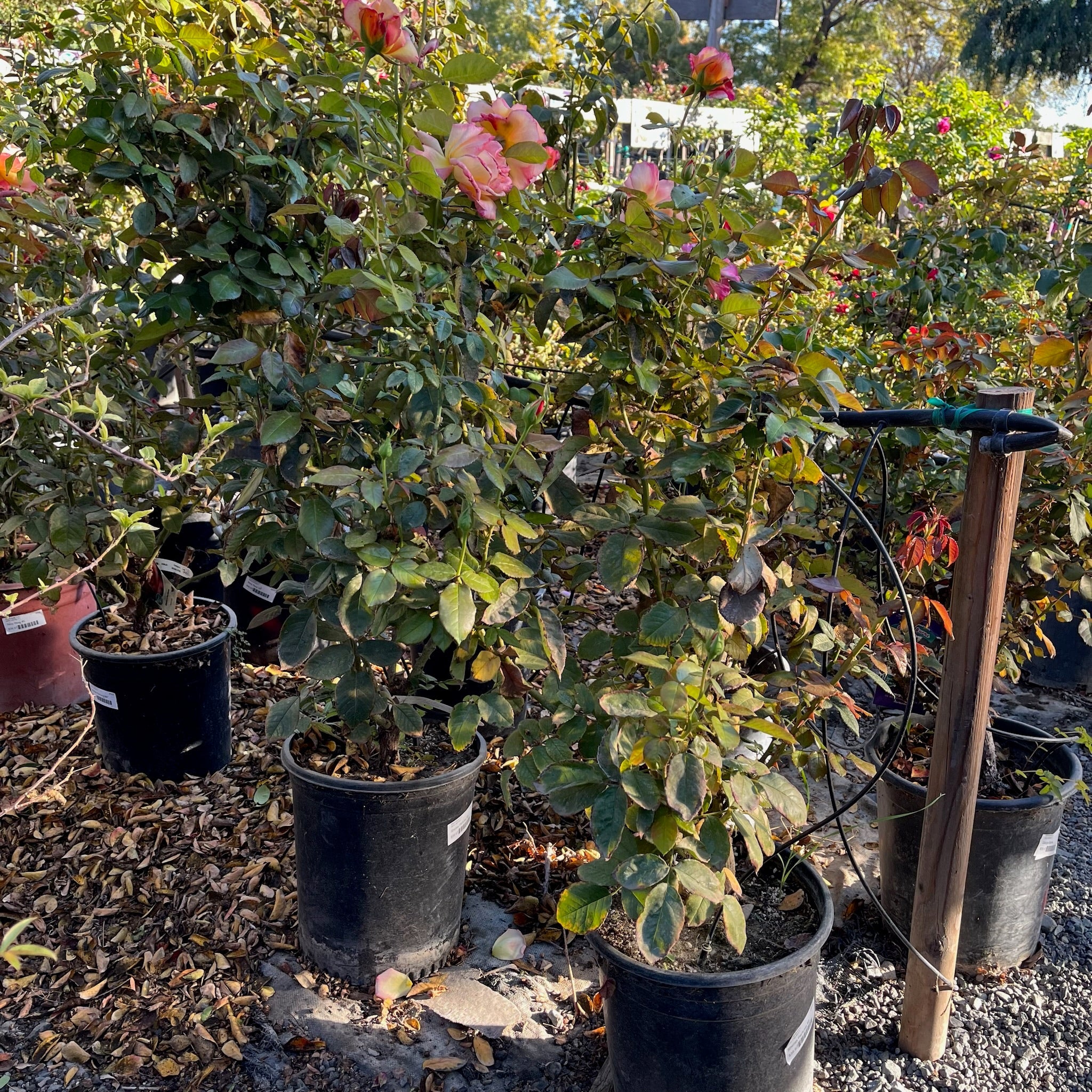 Potted plants in a garden setting with a trowel and mulch.