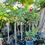 Collection of potted plants in a garden setting with trees and foliage.