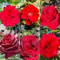 Collage of six red roses with green leaves in various angles.