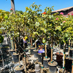 Row of potted plants with signs in a garden setting