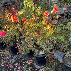 Potted  rose plants with red flowers in a garden setting