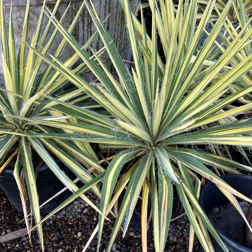 Green and yellow striped Color Guard Adam's Needle in a pot with a wooden background
