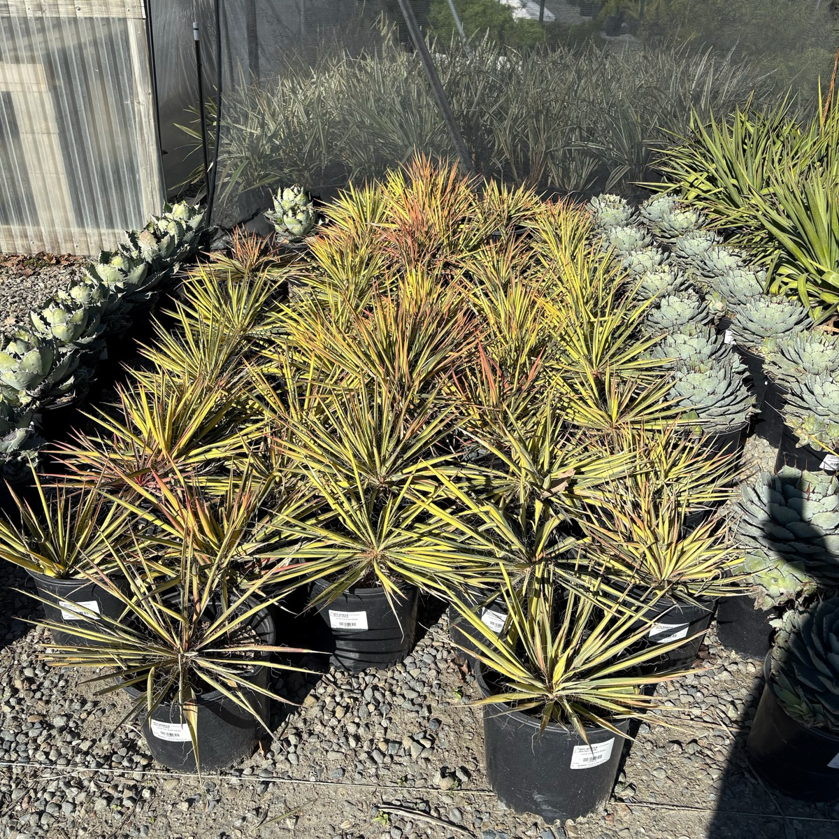 Row of potted Color Guard Adam's Needle in a garden setting with a blurred background