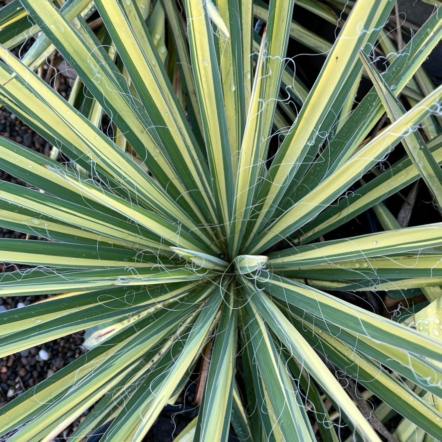 Close-up of Color Guard Adam's Needle with green and yellow striped leaves.