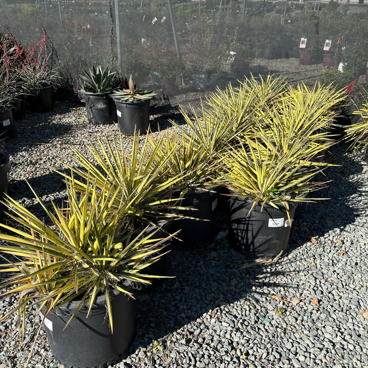 Potted Color Guard Adam's Needle on a gravel surface with a fence in the background