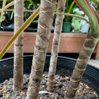 Colorama Dragon Tree