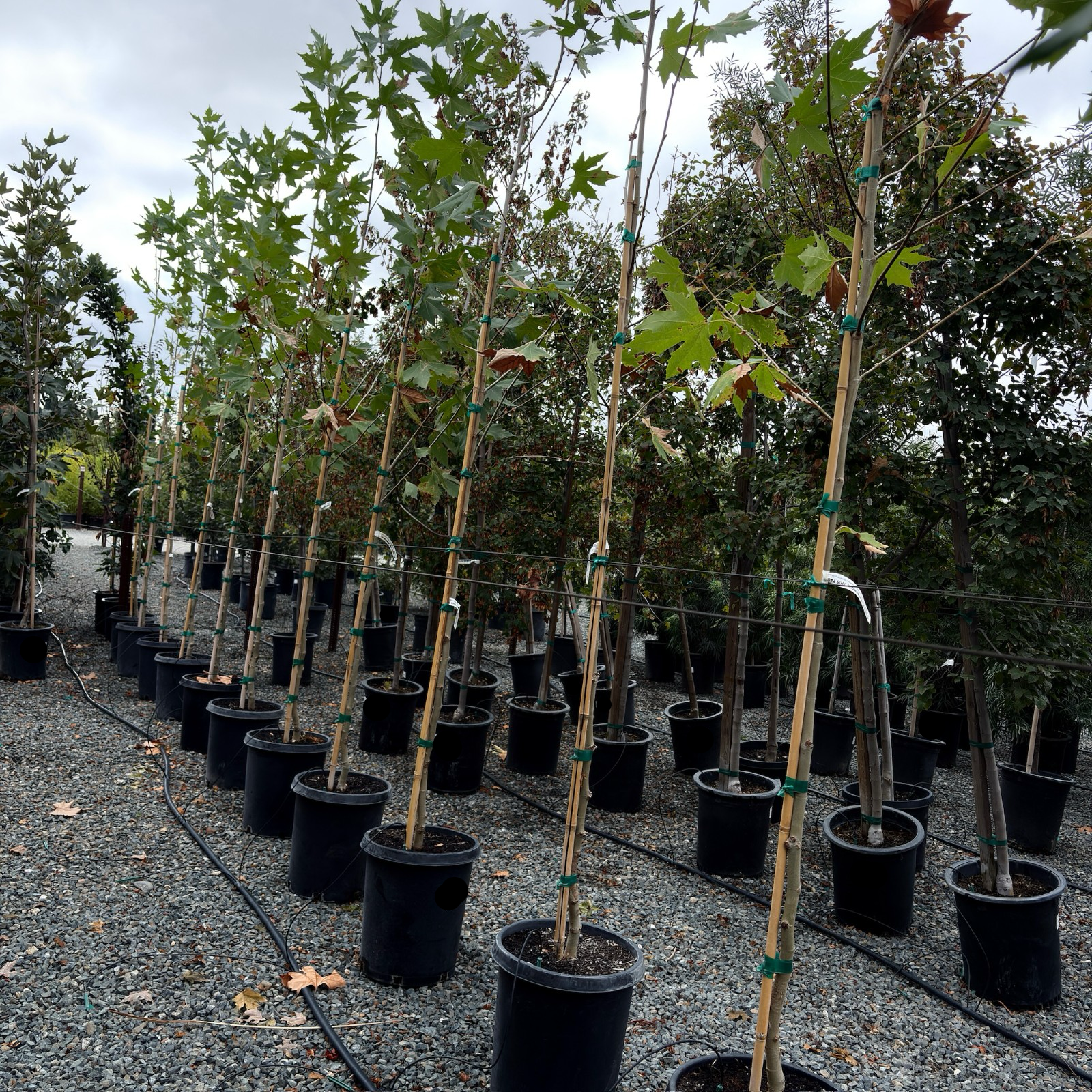 Columbia London Plane