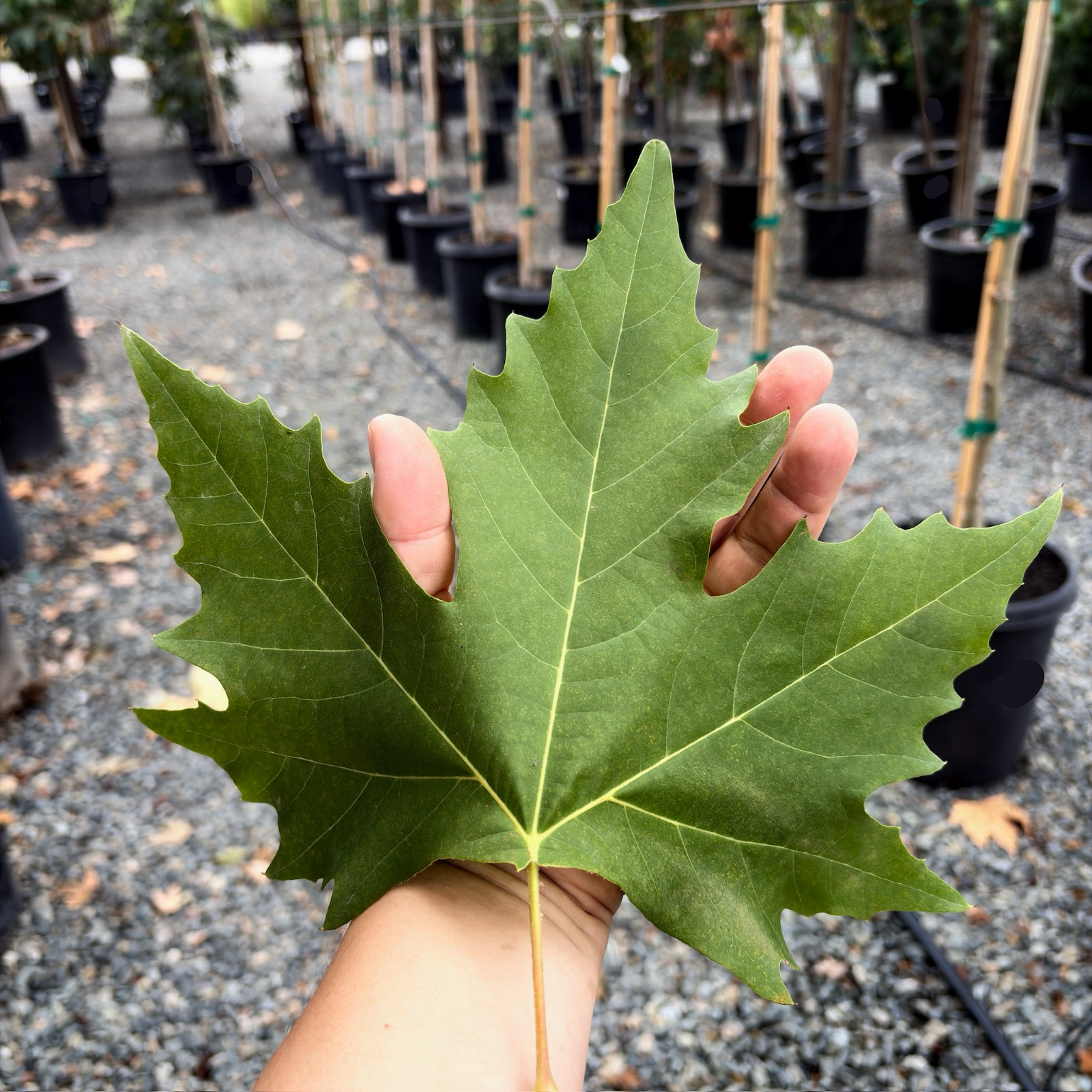 Columbia London Plane